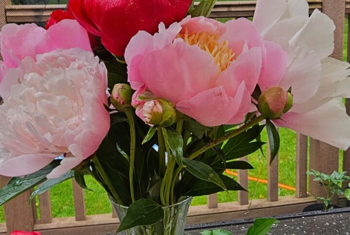 The Story Behind Wishful Peony