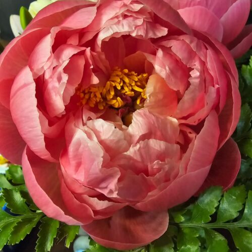 The Meaning of Peonies