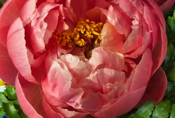 The Meaning of Peonies
